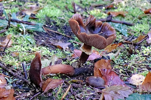 Vennenbos (12)